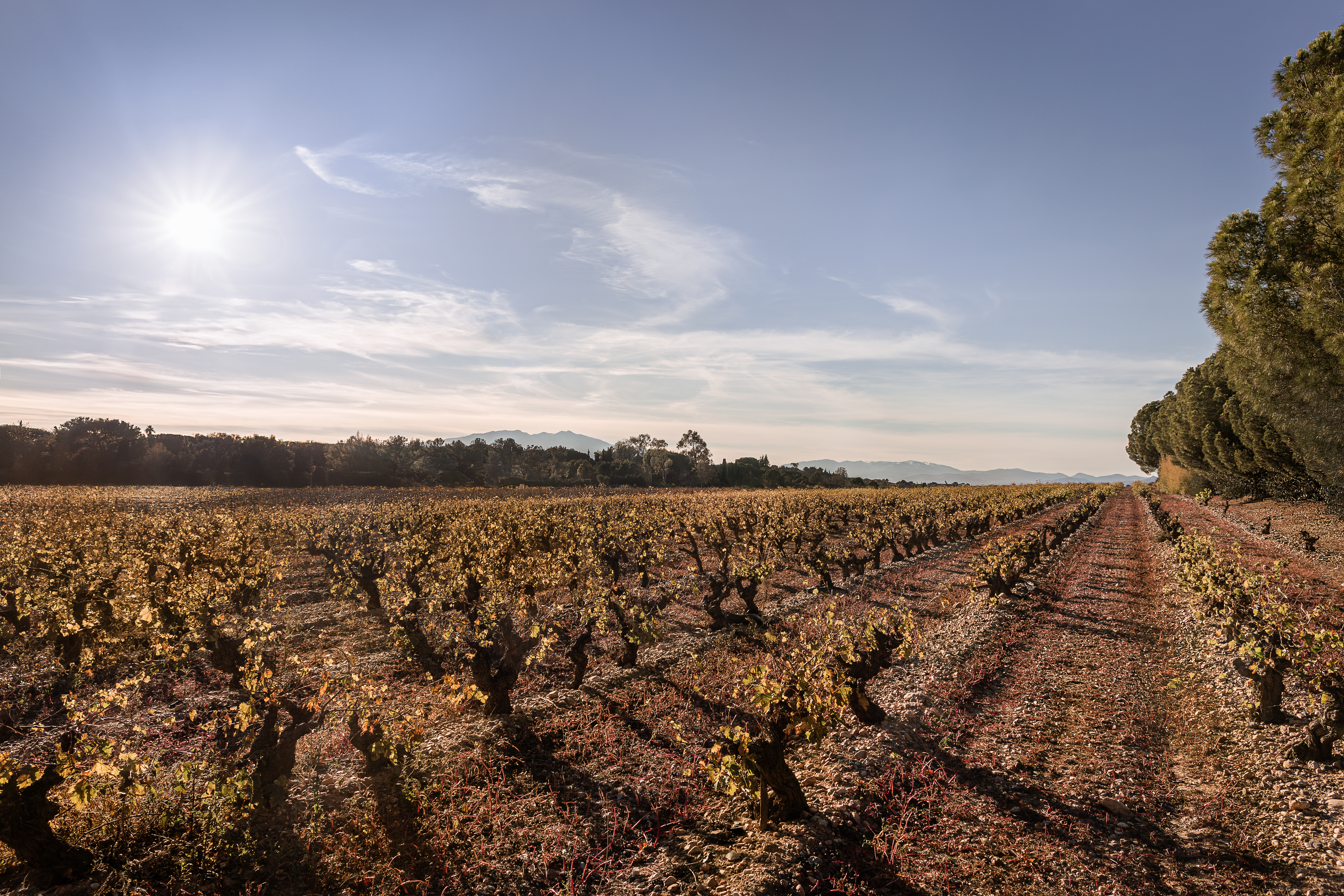 MAS LLARO - LES BOUGAINVILLIERS
